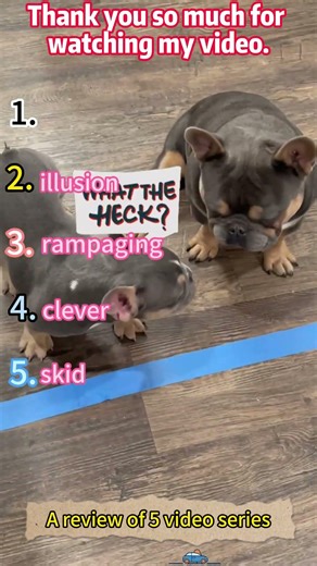 Dog transparent tape prank #ranking
