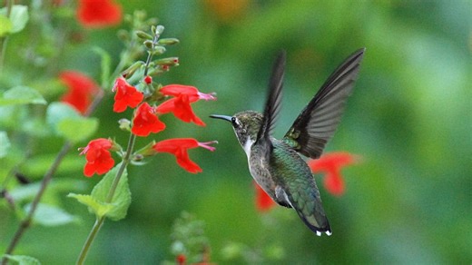You may see more hummingbirds in Arkansas, here's why