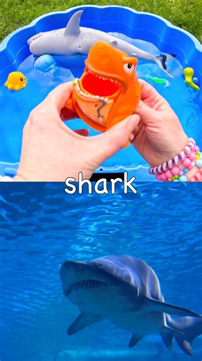 Kids Learn | Sea Animals Names with Toys: Spider Crab Seahorse Eel Shark Fiddler Crab