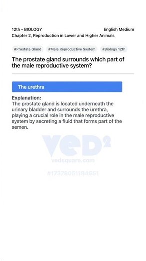 Prostate Gland Location in Male Reproductive System Biology 12th
