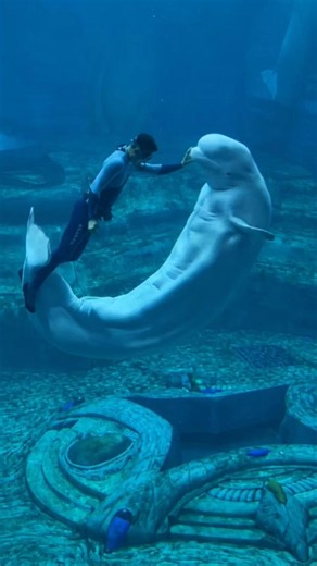 4 أسرار عن حوت البيلوجا هتخليك تعيد تفكيرك! 🐬☠️