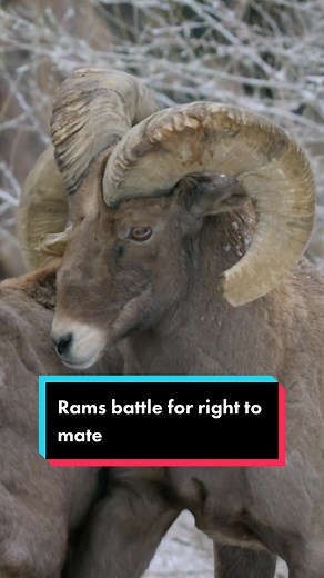 Male bighorn sheep are competing for the right to mate. #naturedocumentary #rams #BigHornSheep #MatingSeason #battle