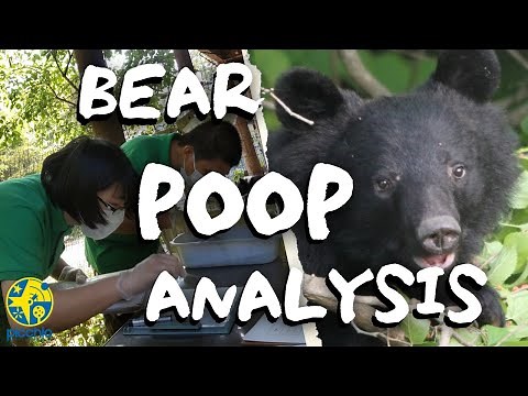 What do Japanese black bears eat? | A method of wildlife scat analysis.