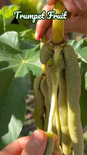 Trumpet Fruit Tree–exotic,tropical & perfect for your garden! #VeliyathGardens #exoticfruit #exotic
