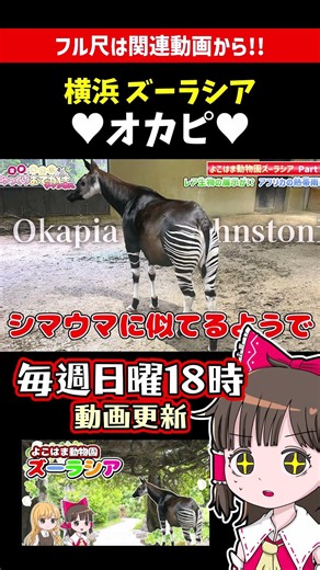 Zoological Gardens: The Super Rare Okapi