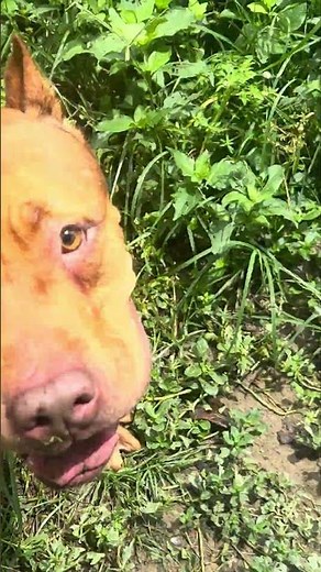 Pit bull caramelo #lekthebestkennel