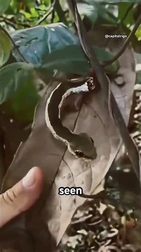 Hawk moth caterpillar found!