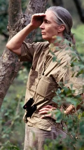 Jane Goodall Institute 🇨🇦 on Instagram: ""I want to see a world where…" What would your ideal world look like? When Dr. Jane spoke about the world she wanted, she said: "I want to see a world where we no longer use and abuse animals," and "where we no longer think it's cute to see dressed-up animals parading around," and "where we treat other animals in the way we should treat each other." We have some work to do to get there, but we're focused on building that world – and we know you are, too