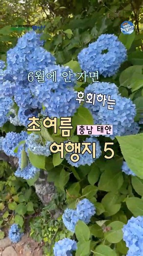 초여름에 즐기기 좋은 태안 추천 여행 코스 5 🌳🚶