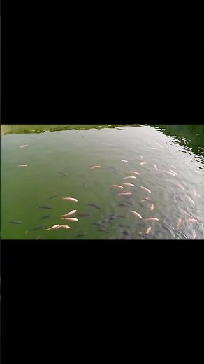 Alevinage Tilapia 01 #élevage #aquaculture