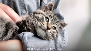 61K views · 11K reactions | These spicy little Peppers are SO squeeeeelicious!!! Fall in love on our 24/7 rescue livestream: TinyKittens.com/live Apply meow: TinyKittens.com/adopt Mama Billie and her three baby girls are doing great, and will be going for their spays next week! #rescue #kittens #adoptdontshop #spayandneuter #feral #tnr #meow #fosteringsaveslives #worthsaving #tinykittens #kitten #compassion #KittenTherapy #adopt #gratitude #communitycats | Tinykittens | Facebook