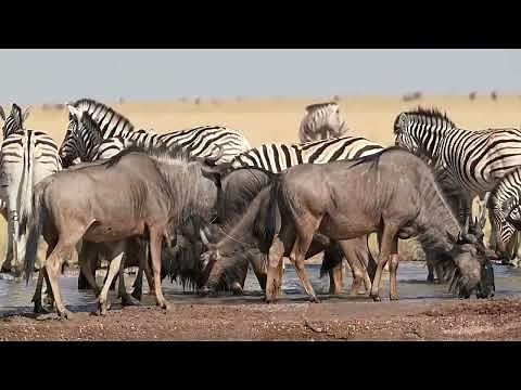 Zebra Hooves: The Foundation of Endurance