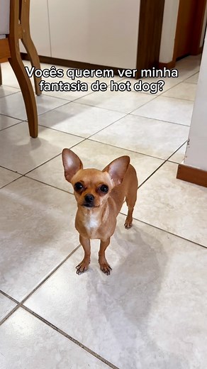 123K views · 112K reactions | Gostaram da minha fantasia titias? 殺 Os tapetes da @petmaisoficial estão presentes em todos os momentos da minha vida! ️ Use o cupom JADE10 para 10% de desconto em sua compra ❤️ . . . . . . . . #pinscherzero #pinscher #minipinscher #pinscherbrasil #pinscherminiatura #pinscher0 #petinfluencer #pinschermicro #petfriendly #fy | Jade Mini Pinscher | Facebook
