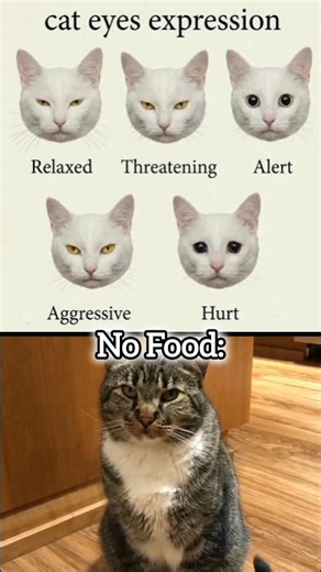 #noads #orginal #shorts