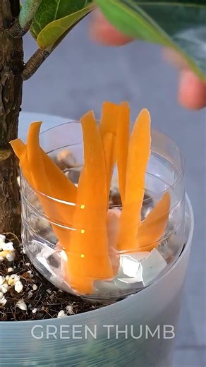 DIY Fertilizer For Faster Seedling Growth Success 🌱🌱