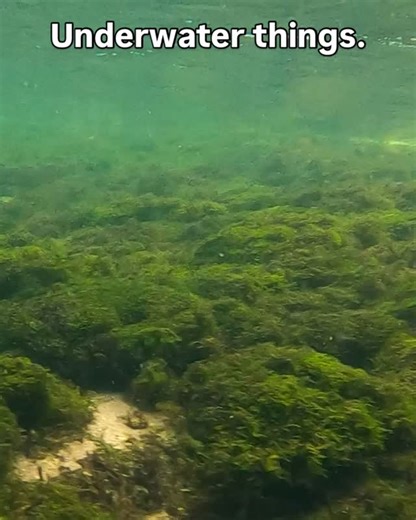 It’s nearing procreation time for Brown Trout. I saw some hanging around and saving energy going on today. Gotta rest up for the big game. | Green River Fly Fisher