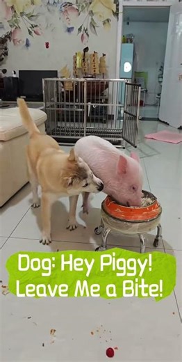 Dog: Hey Piggy, Leave Me a Bite! #shortsvideo #funnyvideo #funny #pets #cute#dog #shorts #shortvideo