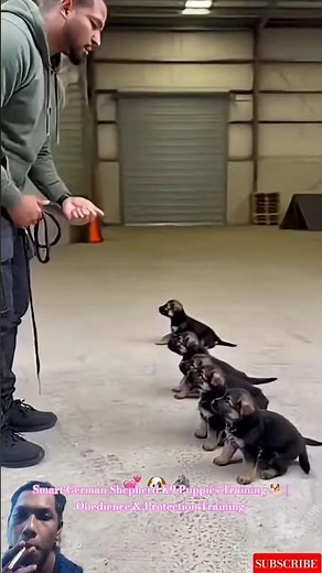 Smart German Shepherd K9 Puppies Training 🐕 | Obedience & Protection Training #puppy #dogtraining