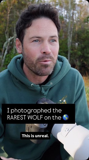 2.3K views · 7.4K reactions | The rarest wolf on the planet with only about 25 wild wolves left— and somehow, we got to see the whole pack. After a week of searching in North Carolina, I found the red wolves.  This moment will stay with me forever. #RedWolf #WildlifePhotography #Conservation #WildlifeAdventure #NatureCinematography #WildlifeReel #wolves #wolf | Wildlifebyhayden | Facebook