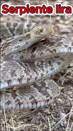Lyre snake or cat-eyed snake #wildlife #snake #animals
