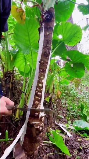 🌾 Enjoy the Work of Ordinary Rural Life – Farming & Harvesting Edition