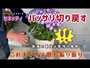サントリーフラワーズ セネッティ の育成 振り返りと春の切り戻し【花の育て方】