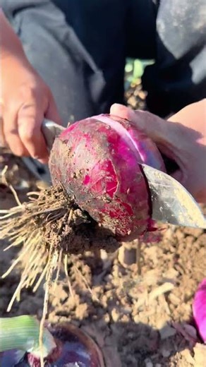 Real Farming Work – Pure Content #usa #farming #shorts