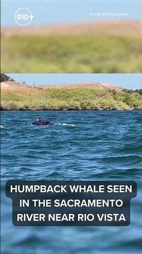Whale in Delta!