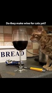 Do they??? 🍷 🐈 #TrophyCats on discovery | discovery