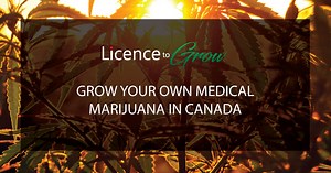 Application to Grow Your Own Medicinal Cannabis in Canada