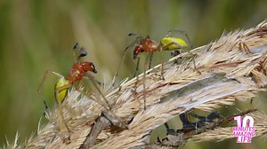 Are these spiders about to fight or hunt?
