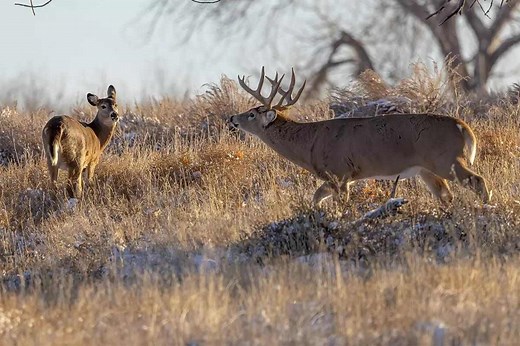 Indiana Deer Forecast: A Mild and Wet Summer Sets Up for Continued Hunter Success - Game & Fish