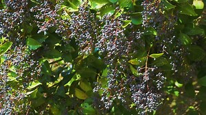 Ligustrum japonicum, known as wax-leaf privet or Japanese privet. Evergreen shrub with ripe berries. Sochi, Russia.