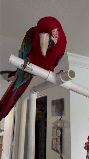 Homemade Parrot PVC Perch