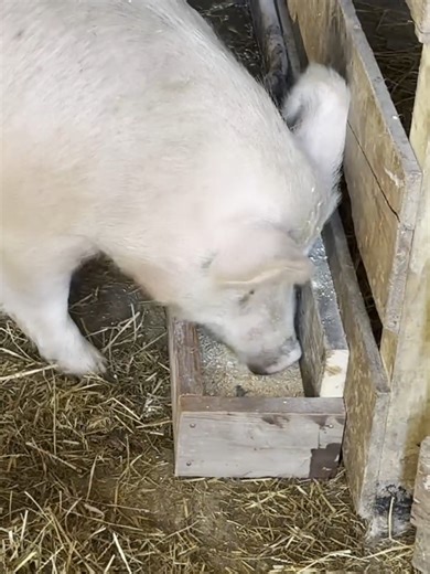 Building Permanent Troughs for Pigs