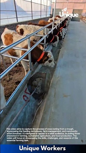 Farming for beginners: a simple guide to cattle farming