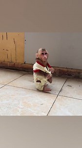 217K views · 2.3K reactions | Monkey kid takes off her clothes to escape the cricket #monkey #monkeybaby #shorts #smartmonkey | Monkey Kid | Facebook