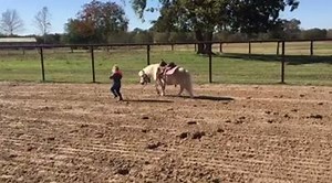I just love this video...Channing having fun with her pony Popcorn. Beautiful partnership here. Credits Channing Allen and Popcorn, one of our FortheloveofhorsesandPonies members. http://www.fortheloveofhorsesandponies.com | For The Love Of Horses And Ponies