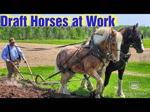 Plowing With Draft Horses and a Walking Plow/Horse Drawn Manure Spreader/Update on Prince
