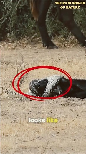 Honey Badger vs Snake - Immortal and Brave