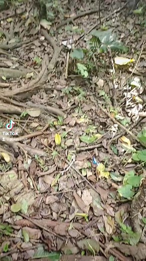 tree rats #monkey #monkeysee #monkeydo #bali #thejoyage #coconut #monkeydance #uluwatu #macaque