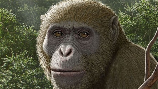 18 million-year-old fossils of ape found in Africa, but in an unexpected place