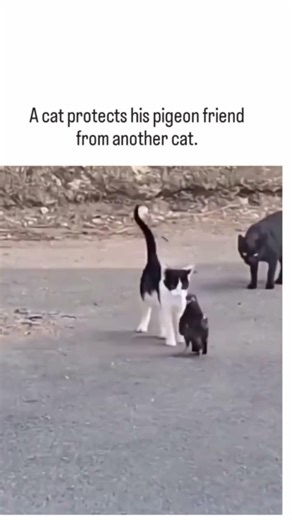 This Cat PROTECTS a Pigeon from Another Cat 🥺🕊️ #ytshorts #cat #shortsviral #feedshorts #gatos #1