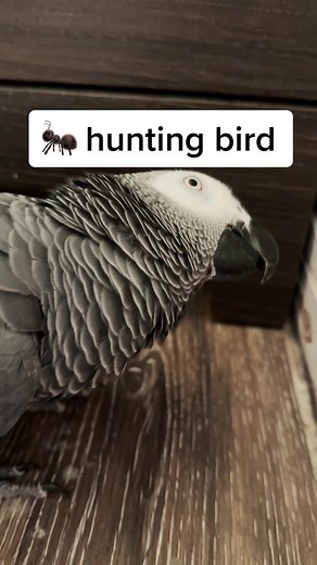 Apollo the Talking Parrot Searching for Bugs