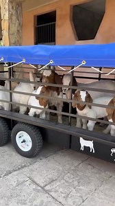 Cowboy Toys on Reels