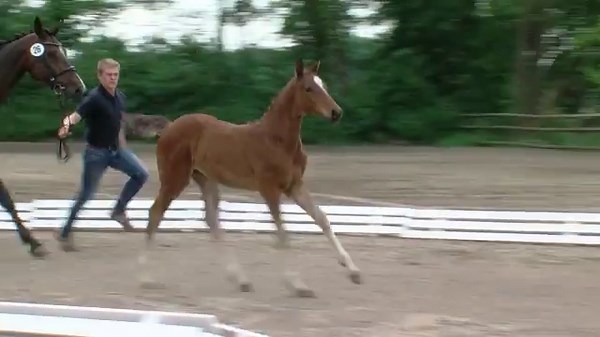 Chacoon Blue v. Scherenberg