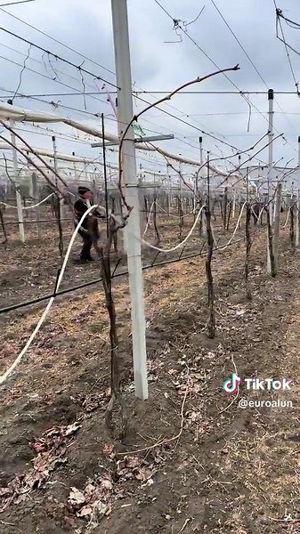 Infra-tech în vie! La Frudova instalăm un sistem revoluționar #antiîngheț cu infraroșu, iar pe 6 martie, la AgTech, Vlad Vedrasco va dezvălui cum această tehnologie duce protecția viței de vie la nivelul următor. Stay tuned 😉