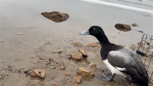 Release for a Greater Scaup! A Greater Scaup, a species of diving duck, was found stranded on an icy roadway that he mistook for a body of water. Treatment of these birds involves both checking for injuries and evaluating the waterproofing of their feathers. An examination concluded that, thankfully, this bird hadn't sustained any injuries. He was provided with supportive care, including rehydration fluids, nutritious food, and a bathing pool to enjoy during his short stay at TWC. Once he was re