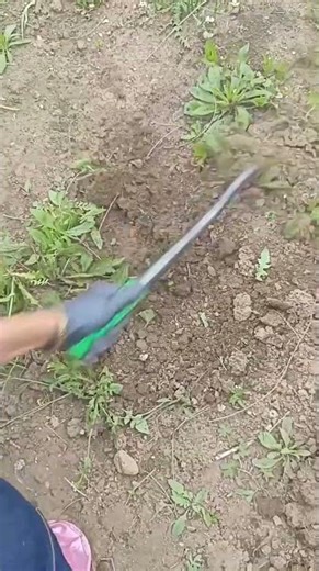 #automobile #foodproduction #amazingmachinery #foodbusiness #agriculture