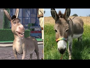 Perry, real-life donkey who inspired iconic 'Shrek' character, dies at 30